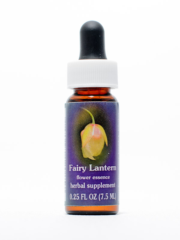 FES Fairy Lantern (weiße Mormonentulpe)