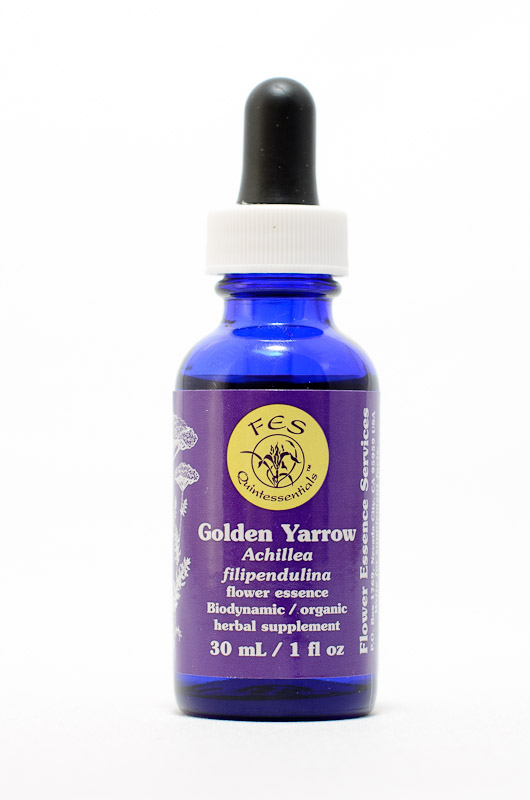FES Golden Yarrow (Spierstauden-Schafgarbe)