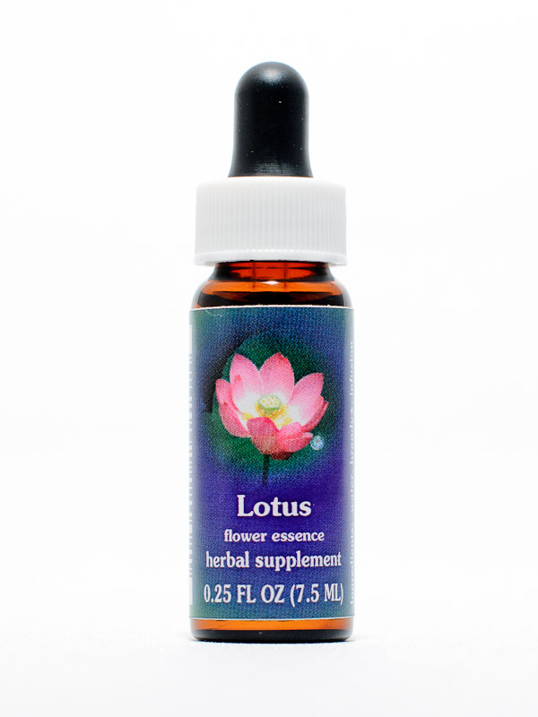 FES Lotus (Lotusblume)