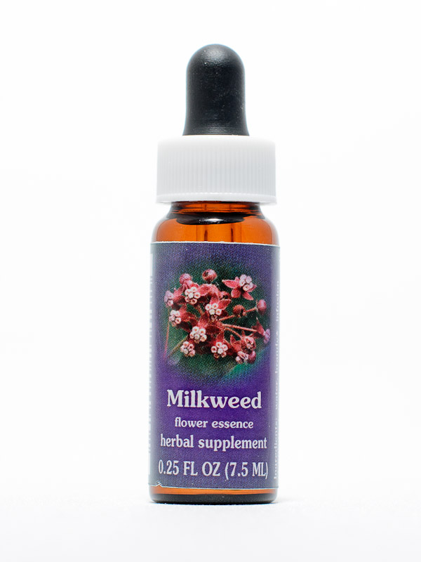 FES Milkweed (herzblättrige Seidenpflanze)