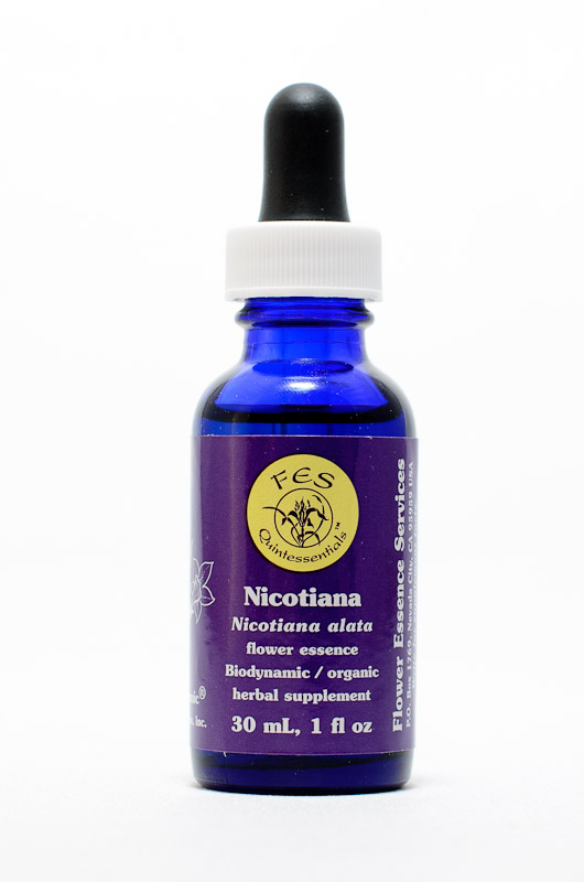 FES Nicotiana (Ziertabak)