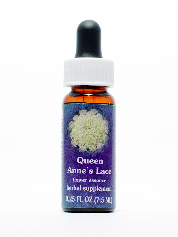 FES Queen Anne's Lace (Wilde Möhre)