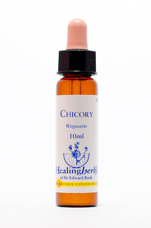 Healing Herbs 08 Chicory (Wegwarte, Zichorie)