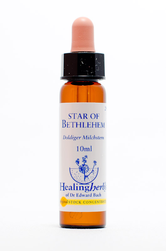 Healing Herbs 29 Star of Bethlehem (doldiger Milchstern)