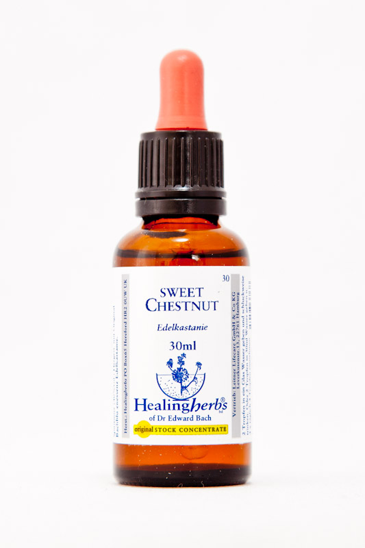 Healing Herbs 30 Sweet Chestnut (Edelkastanie)