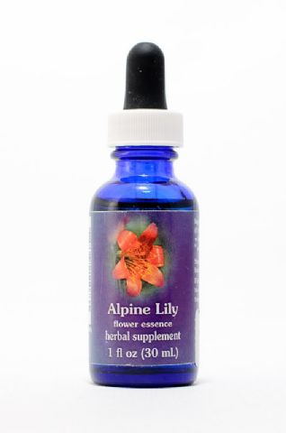 FES Alpine Lily (kleine Gebirgslilie)