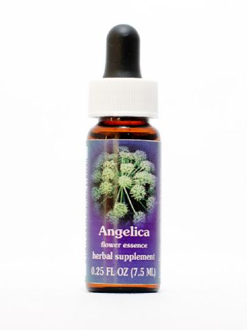 FES Angelica (Engelwurz)