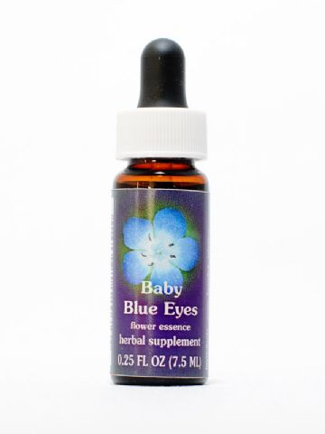 FES Baby Blue Eyes (Hainblume)