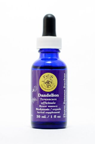 FES Dandelion (Löwenzahn)