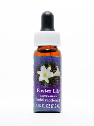 FES Easter Lily (Madonnenlilie)