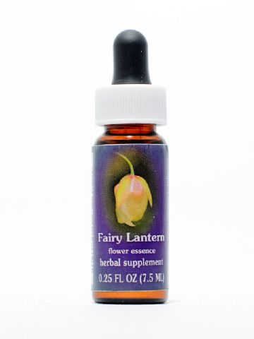 FES Fairy Lantern (weiße Mormonentulpe)