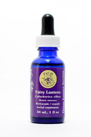 FES Fairy Lantern (weiße Mormonentulpe)