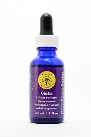 FES Garlic (Knoblauch)