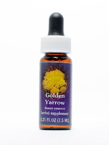 FES Golden Yarrow (Spierstauden-Schafgarbe)