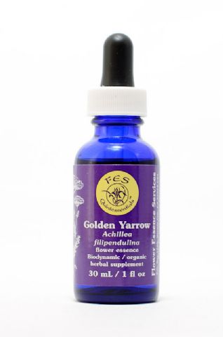 FES Golden Yarrow (Spierstauden-Schafgarbe)
