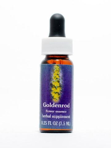 FES Goldenrod (kalif. Goldrute)
