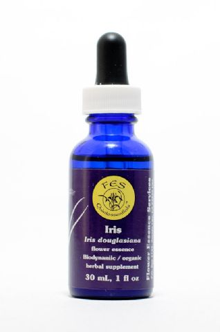 FES Iris (Schwertlilie)
