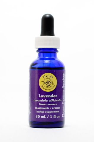 FES Lavender (Lavendel)