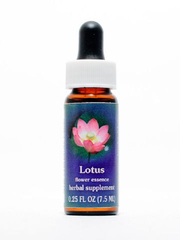FES Lotus (Lotusblume)