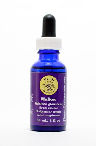 FES Mallow (Präriemalve)