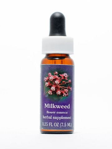 FES Milkweed (herzblättrige Seidenpflanze)