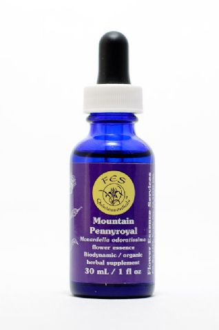 FES Mountain Pennyroyal (Indianernessel)
