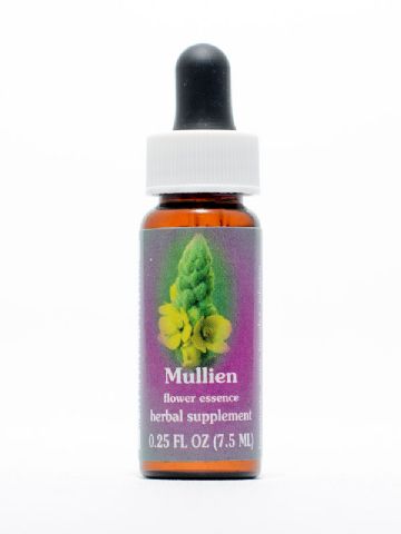 FES Mullein (Königskerze)