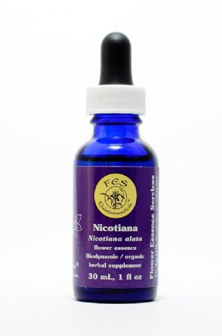 FES Nicotiana (Ziertabak)