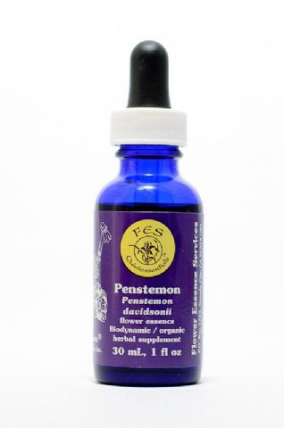 FES Penstemon (Bartfaden)