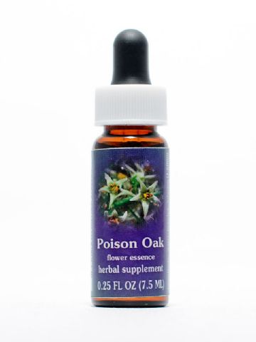 FES Poison Oak (Sumach)