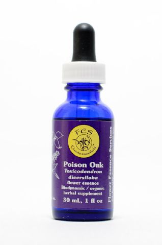 FES Poison Oak (Sumach)
