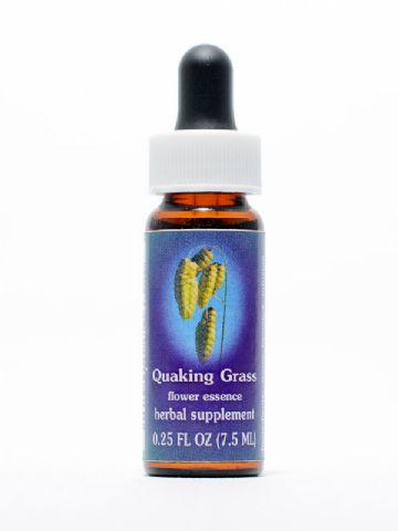 FES Quaking Grass (großes Zittergras)