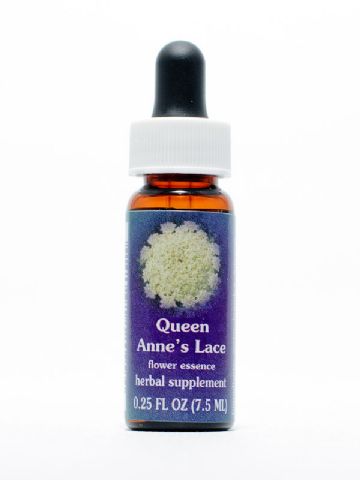 FES Queen Anne's Lace (Wilde Möhre)