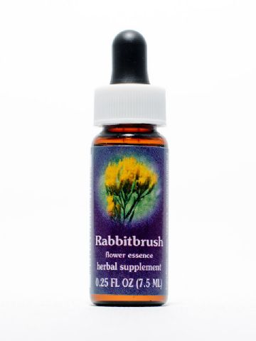FES Rabbitbrush (Hasenbürste)