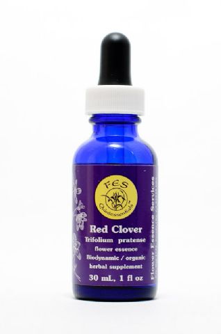 FES Red Clover (Wiesenklee)