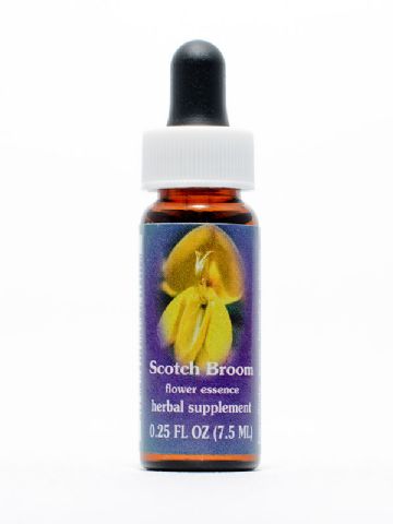 FES Scotch Broom (Besenginster)