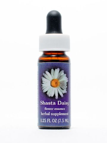 FES Shasta Daisy (Margerite)