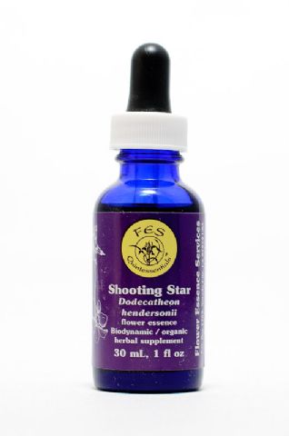 FES Shooting Star (Götterblume)