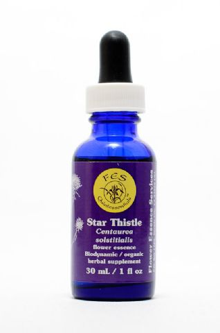 FES Star Thistle (Sonnenwend-Flockenblume)