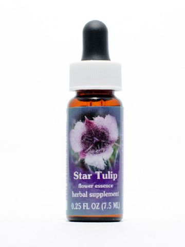 FES Star Tulip (Katzenohr)