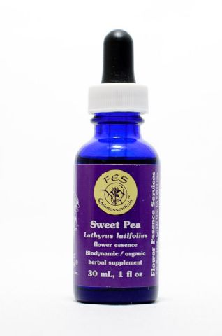 FES Sweet Pea (Platterbse)