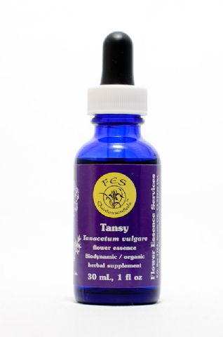 FES Tansy (Rainfarn)