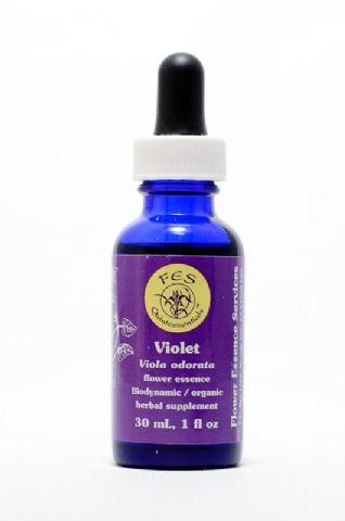 FES Violet (wohlriechendes Veilchen)