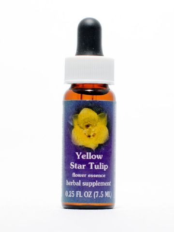 FES Yellow Star Tulip (gelbe Mormonentulpe)