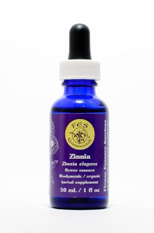 FES Zinnia (Zinnie)