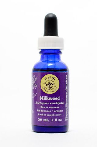 FES Milkweed (herzblättrige Seidenpflanze)