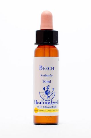 Healing Herbs 03 Beech (Rotbuche)