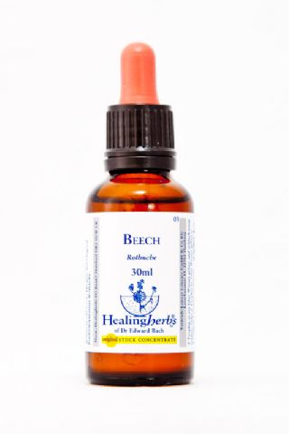 Healing Herbs 03 Beech (Rotbuche)