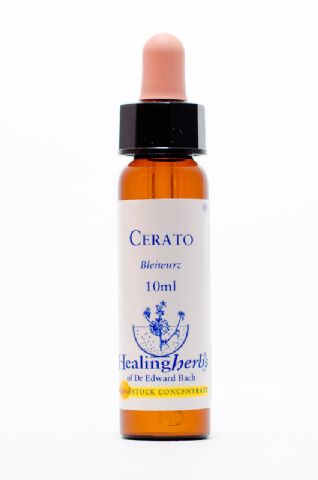 Healing Herbs 05 Cerato (Bleiwurz, Hornkraut)
