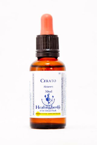 Healing Herbs 05 Cerato (Bleiwurz, Hornkraut)